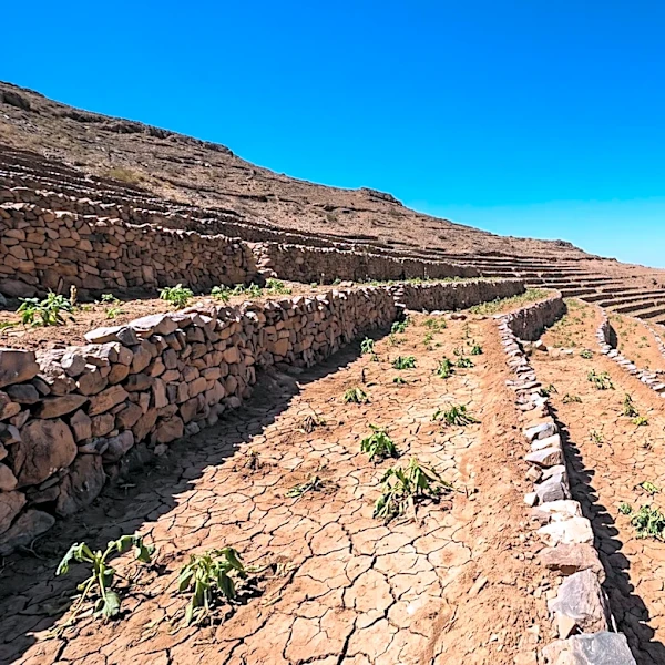 Yemen's Historical Coffee Monopoly and Shift to Qat Linked to Houthi Militancy and Ecological Crisis