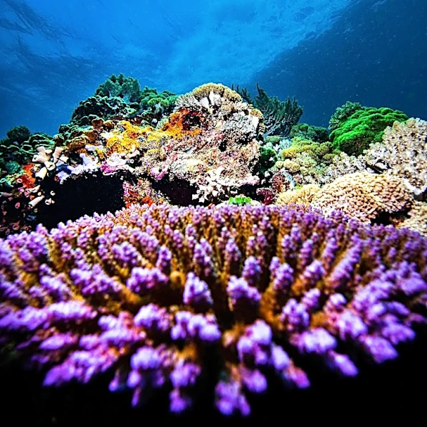 Galápagos Corals Reveal Intensified El Niño Events Over Past Millennium Due to Global Warming