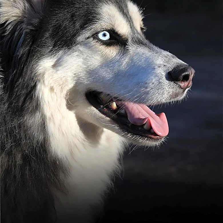 Blue Dog PAC Endorses Six New Candidates for House Majority in Competitive Districts