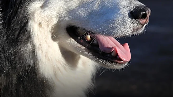 Blue Dog PAC Endorses Six New Candidates for House Majority in Competitive Districts