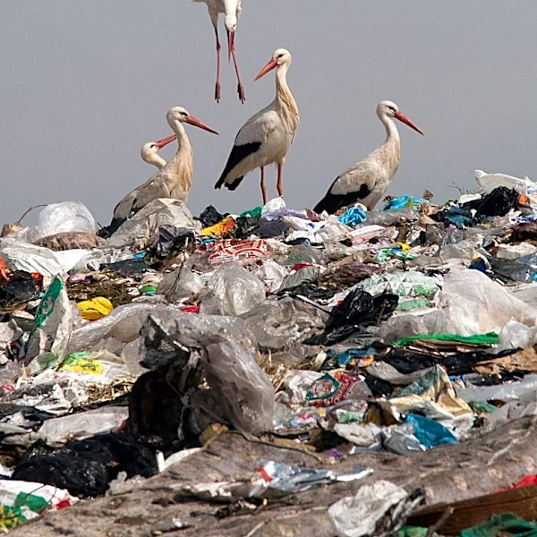 Microplastics and Antibiotic Resistance Genes Form Composite Pollution in Landfills
