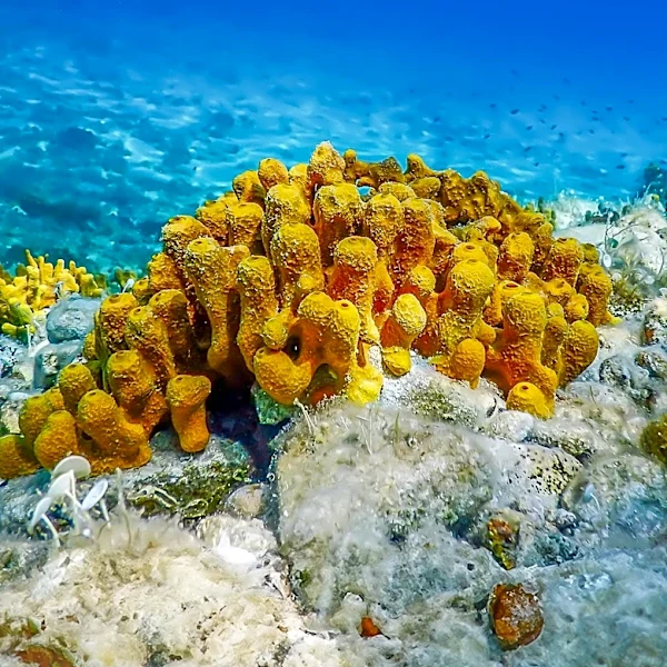 Sea Sponges Show Promise in Cleaning Polluted Harbors, Study Reveals