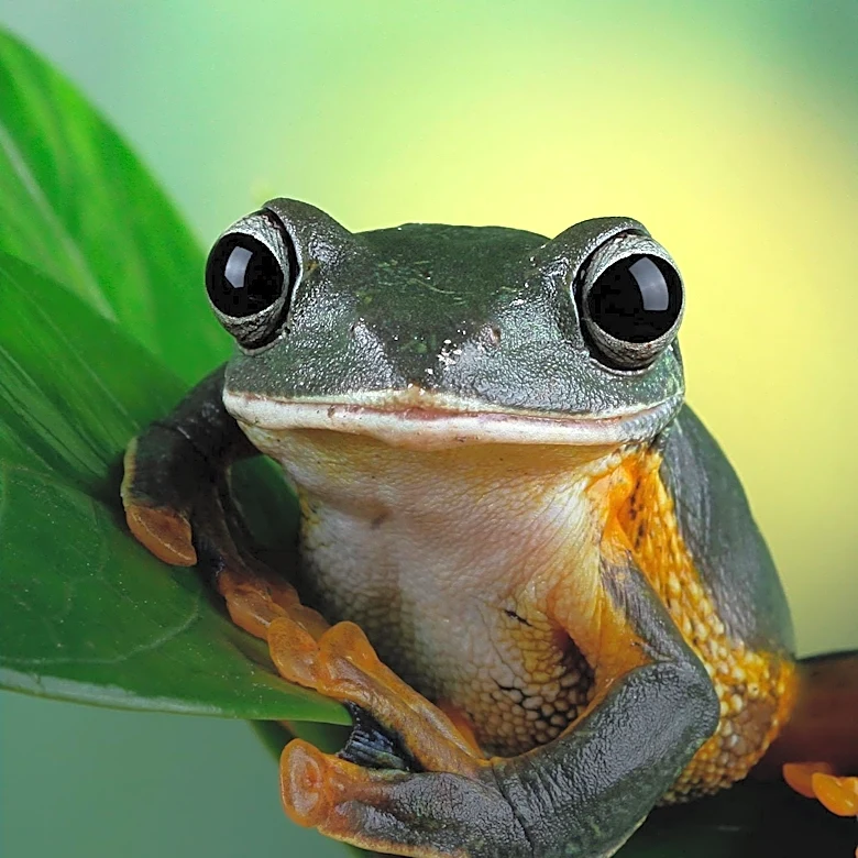 Cope's Gray Tree Frogs Exhibit Poor Mating Choices Under 'Choice Overload' Conditions