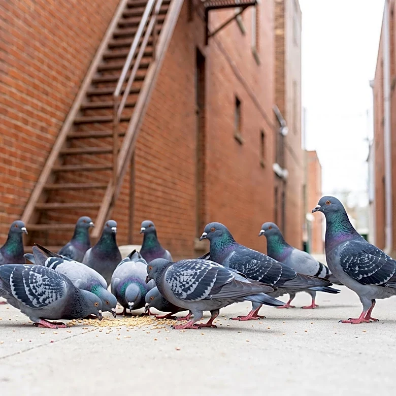 Fayetteville Police Respond to Downtown Weapons Complaint, Revealing Pigeon Deterrent