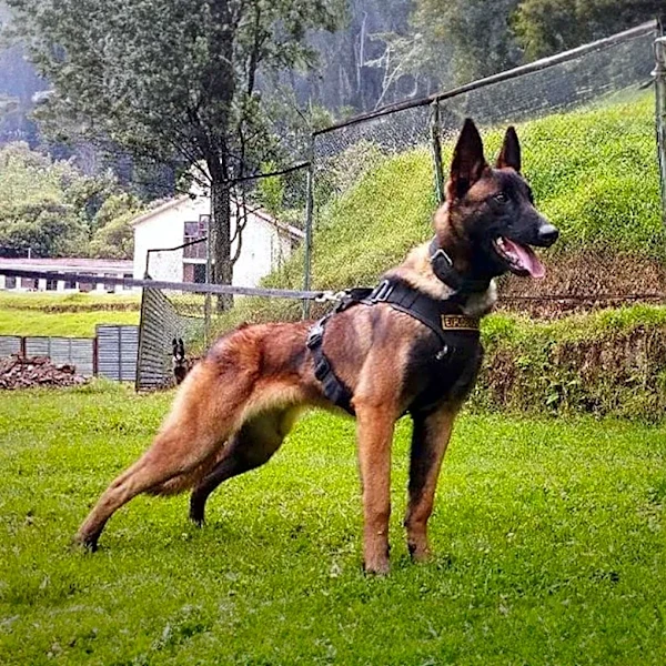NAS Meridian Hosts Joint Military Working Dog Homemade Explosive Training with FBI and Local Agencies