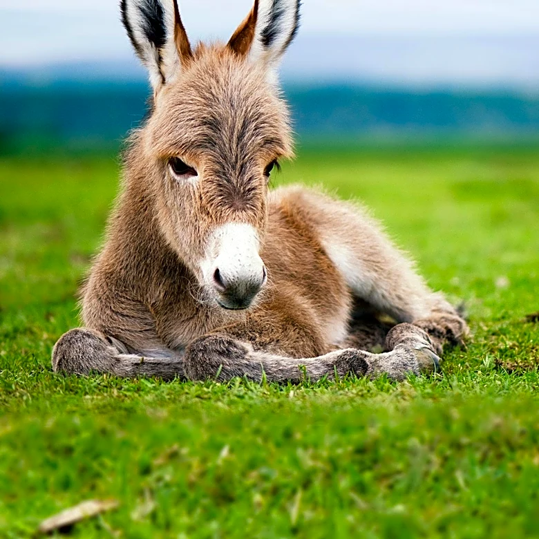 Georgia Police Officer Placed on Leave After Fatal Shooting of Pet Donkey During Search Operation