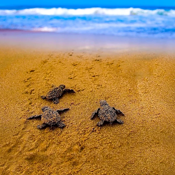 Coyotes Disrupt Sea Turtle Nests on Anna Maria Island as Hatching Season Begins