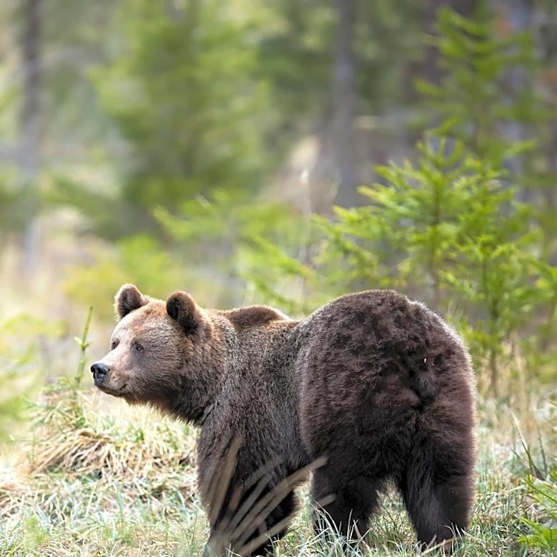 Bozeman Residents Urged to Secure Garbage as Bear Sightings Increase