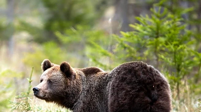 Bozeman Residents Urged to Secure Garbage as Bear Sightings Increase