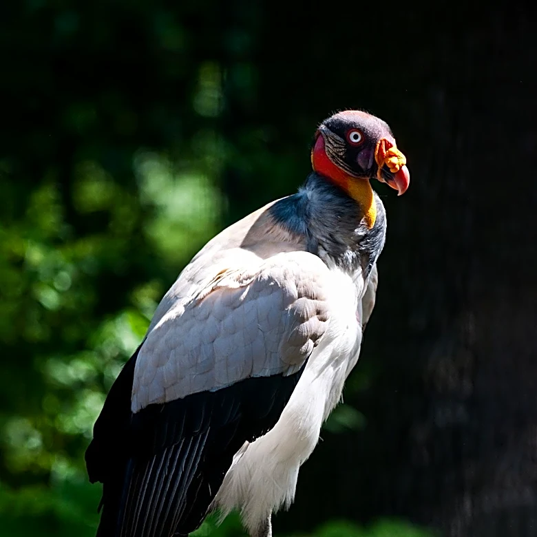 Vultures Underrated for Disease Neutralization, Auburn University Raptor Center Director States