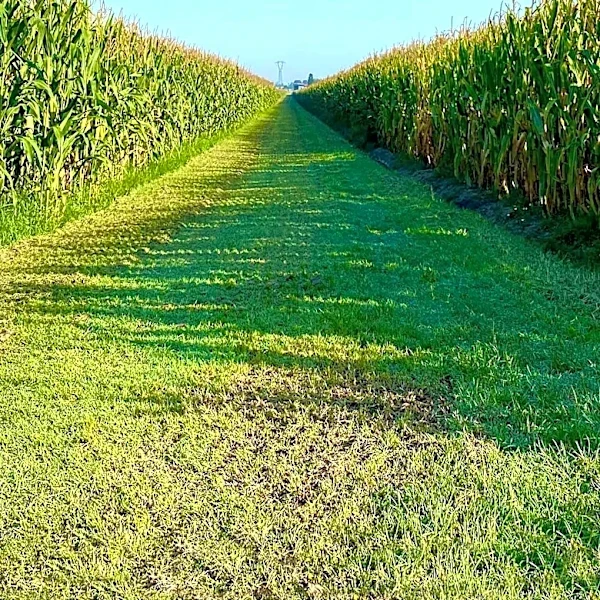 Indiana Farm Features Charlie Kirk in Corn Maze, Citing Free Speech Principles