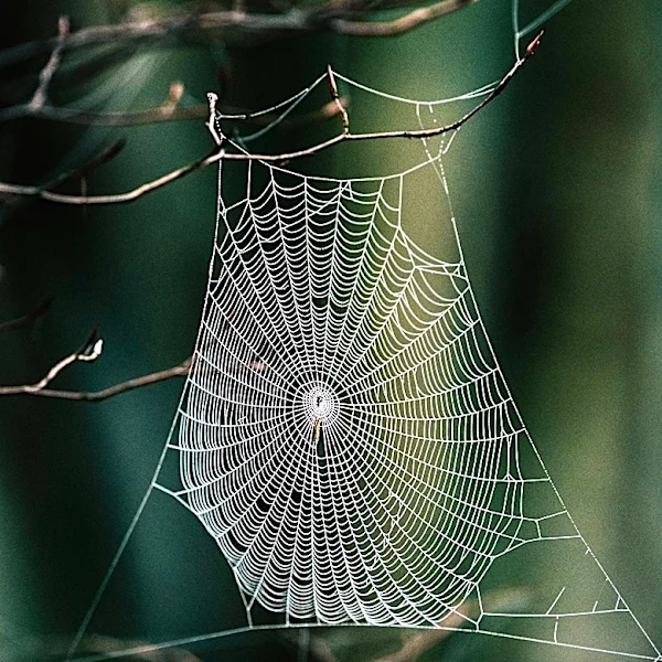 Homeowners' 'Catch and Release' of Spiders May Harm Indoor Species and Ecosystems