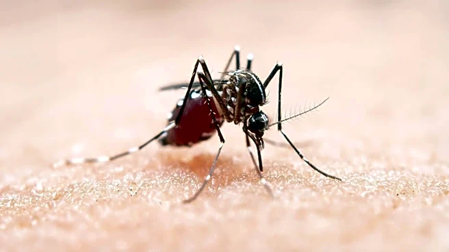 Dengue Cases Surge in Tampa Bay Area, Pinellas County Expands Mosquito Control Efforts