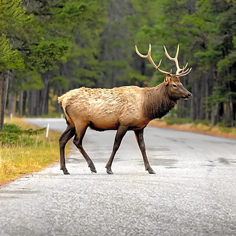 Wildlife Underpass Project Completed in Southeast Idaho to Reduce Collisions