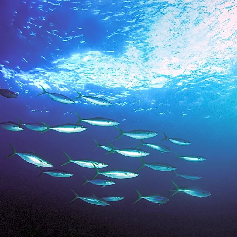 UN Aquaculture Expansion Plan Could Divert Half of Wild Fish Catch to Feed by 2040, Warns New Analysis