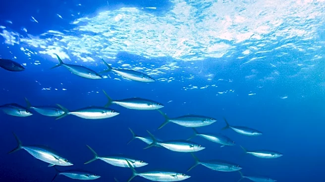 UN Aquaculture Expansion Plan Could Divert Half of Wild Fish Catch to Feed by 2040, Warns New Analysis