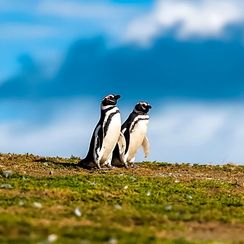 Chilean Researchers Develop Copper-Infused Vests to Aid Injured Humboldt Penguins