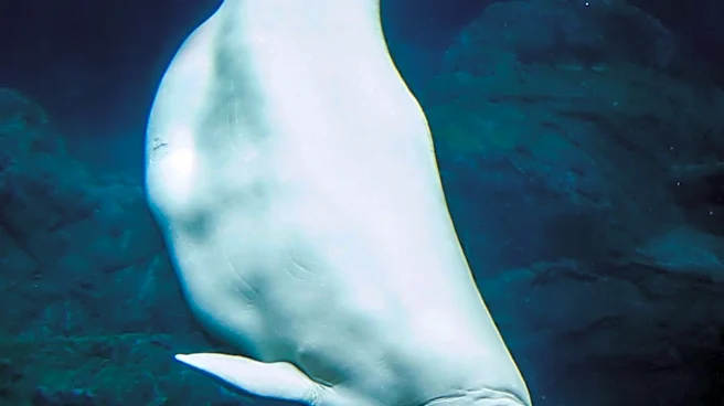 Shedd Aquarium Reports Deaths of Two More Beluga Whales, Including Recent Canadian Rescue