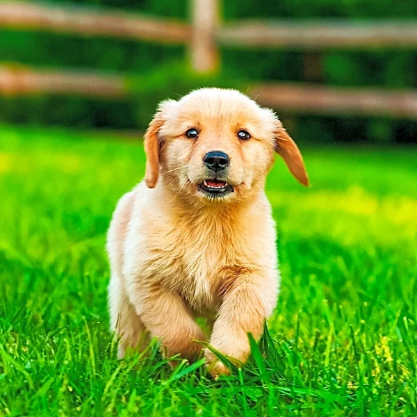 The Seeing Eye Honors Volunteers and Awards $55,000 in Scholarships to Puppy Raisers