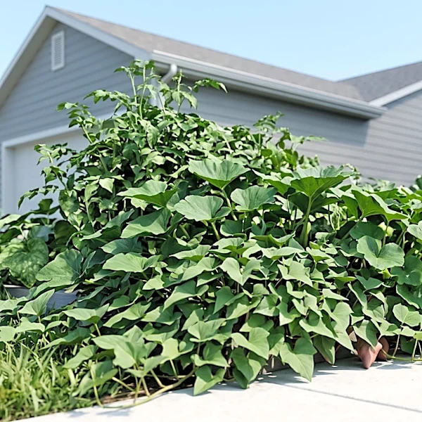 Chino Resident Fined for Front Yard Edible Garden, Citing Nuisance Violations