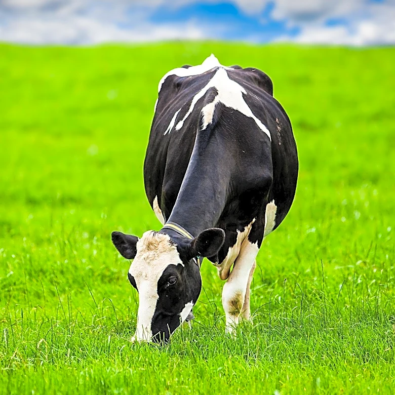 U.S. Senators Advocate for Expanded Grazing Access and Strengthened Risk Management for Cattle Producers Amid Industry Challenges