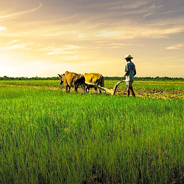 Historical Exploitation of Indigo in India Led to Farmer Resistance and Influenced Freedom Movement