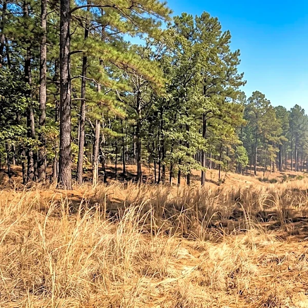 PotlatchDeltic Implements Complete Fire Ban Across Arkansas Due to High Wildfire Risk