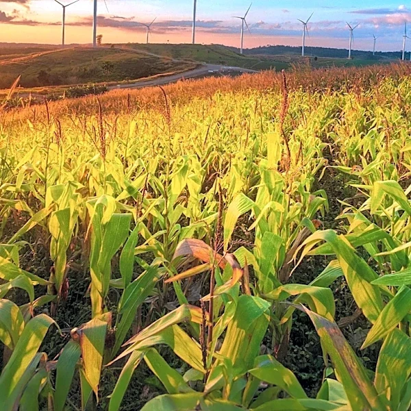 Climate-Focused MGAs Emerge to Insure High-Risk U.S. Markets, Raising Regulatory Concerns