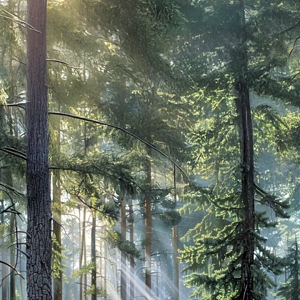 US Forest Service Faces Scrutiny Over Proposed Clearcutting of Old-Growth Forest in Tongass National Forest