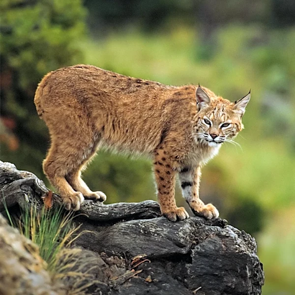 Bobcat Sighting Confirmed in West Des Moines Neighborhood