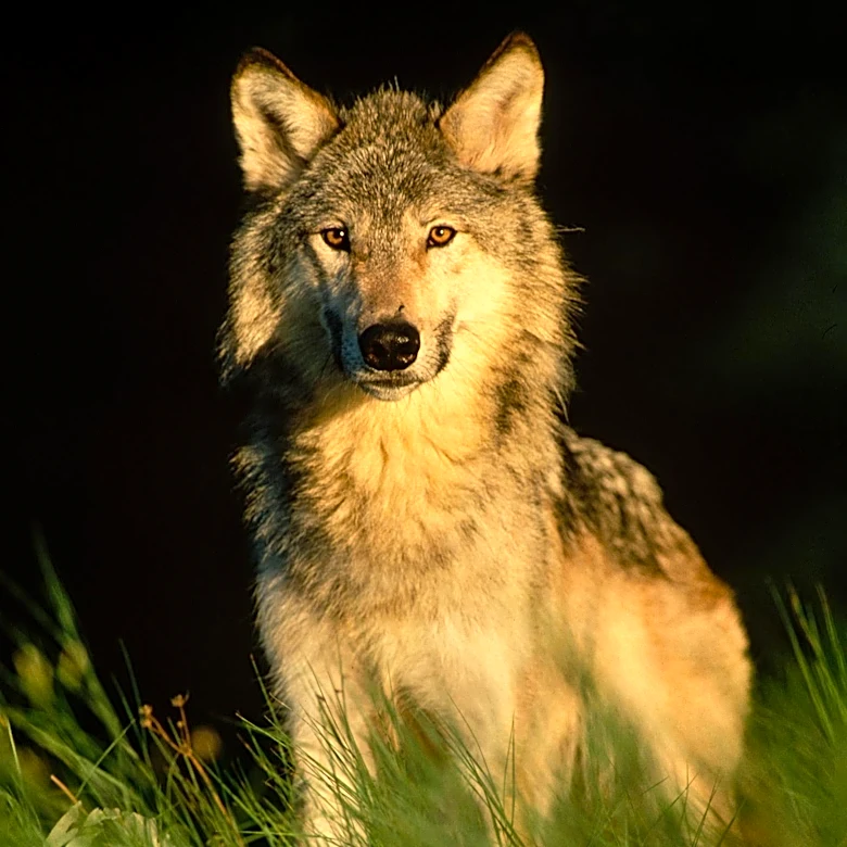 President Trump Signs Executive Orders to Support Ranchers, Review Beef Labeling, and Address Wolf Delisting