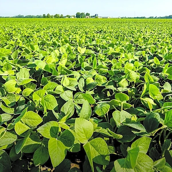 Soybean Yields Primarily Driven by Pod Count, Not Seeds Per Pod, According to Farm Progress