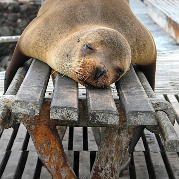 New Steller Sea Lion Appears at San Francisco's Pier 39, Not Viral Sensation Chonkers