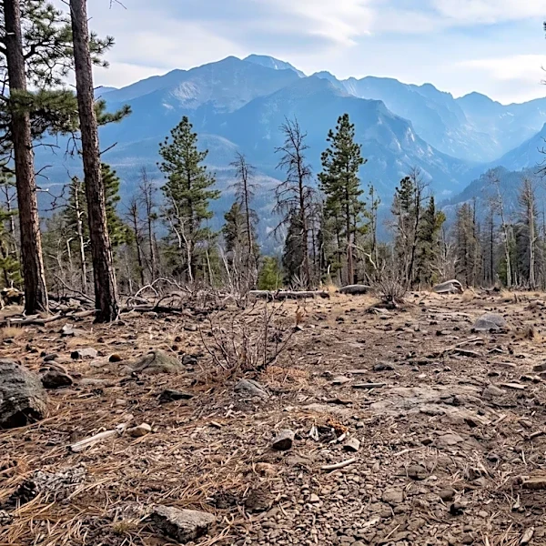Colorado Parks and Wildlife Euthanizes Record Number of Bears Amid Increased Human Encounters