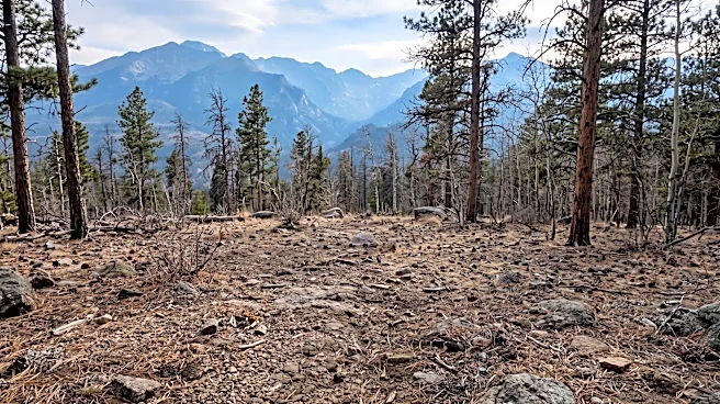 Colorado Parks and Wildlife Euthanizes Record Number of Bears Amid Increased Human Encounters