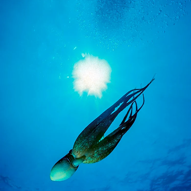 Researchers Document First Northeast Pacific Sighting of Elusive Bigfin Squid