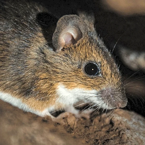 Hawaii Department of Health Shuts Down Big Island Restaurant Due to Rodent Infestation