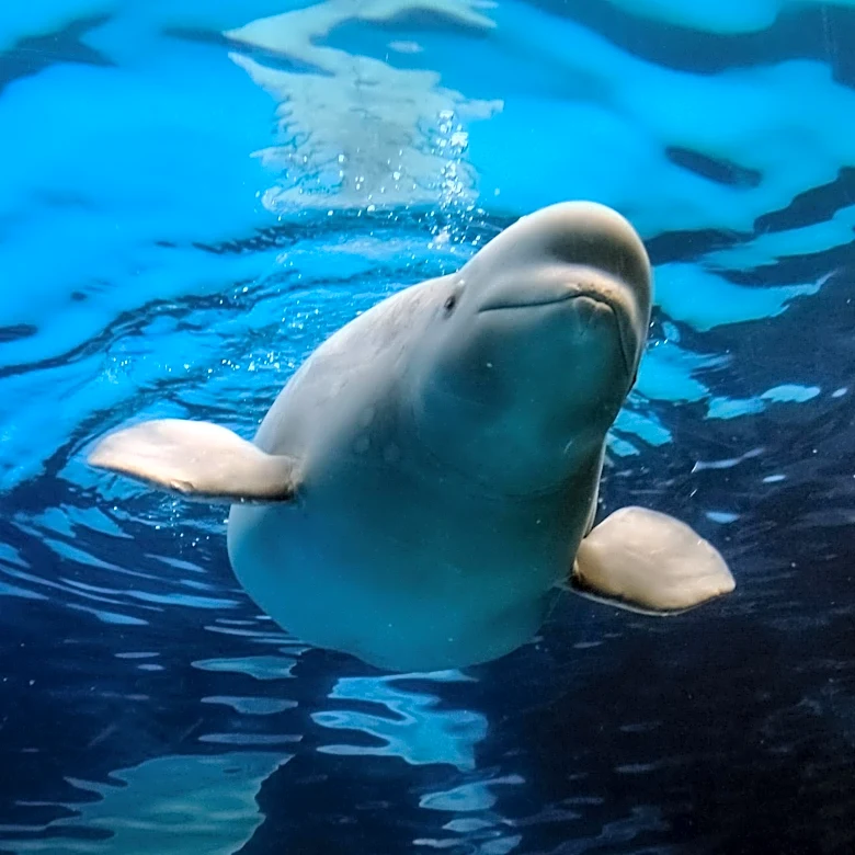 Beluga Whales and Dolphins Rescued from Bankrupt Canadian Marineland, Relocated to New Homes