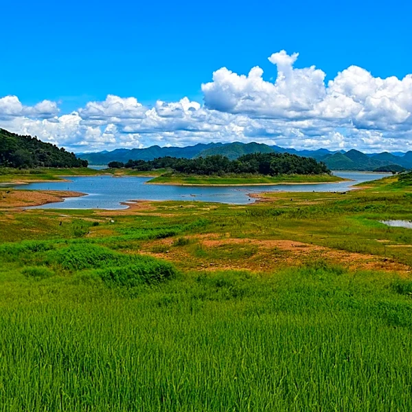 Korean Demilitarized Zone Becomes Unexpected Wildlife Haven Amidst Political Division