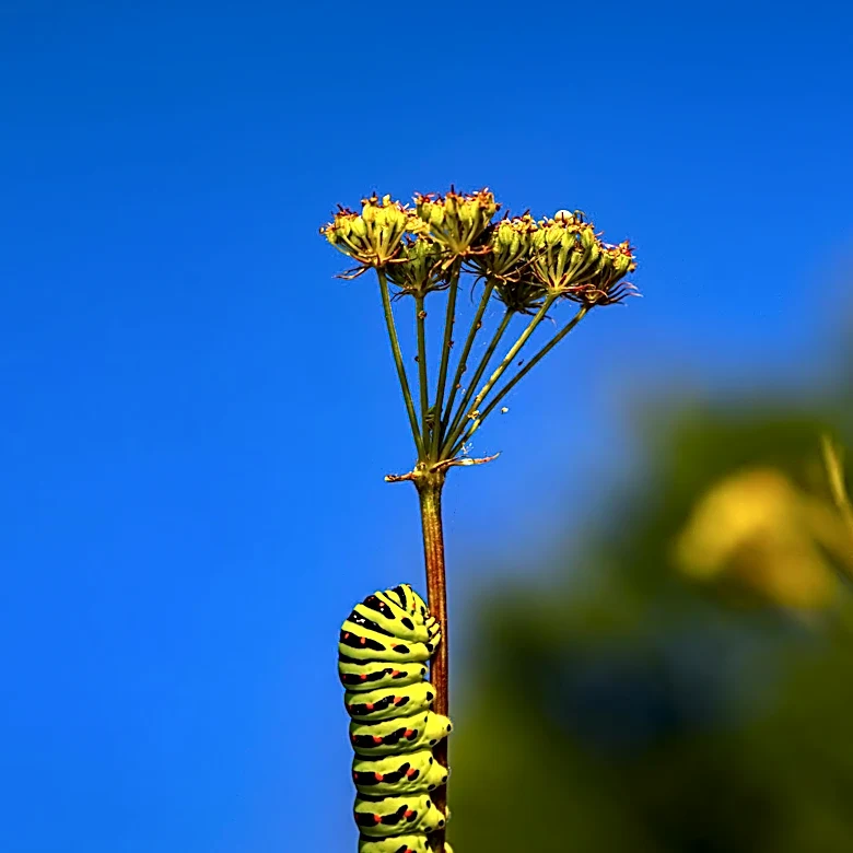 Scientists Discover Caterpillars Sense Vibrations and Airborne Sounds Using Body Hairs, Not Ears