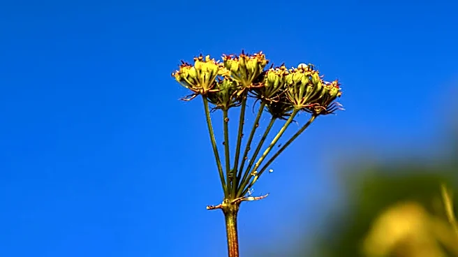 Scientists Discover Caterpillars Sense Vibrations and Airborne Sounds Using Body Hairs, Not Ears