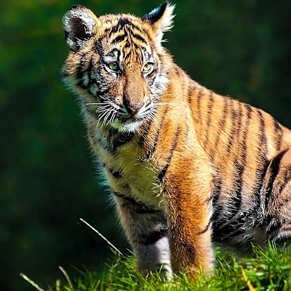 Memphis Zoo Welcomes Two Critically Endangered Sumatran Tiger Cubs, Public Invited to Name Them