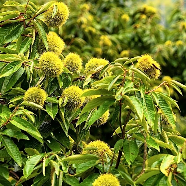 Biologist Andrew Newhouse Discusses Genetic Revival of American Chestnut After Regulatory Milestone