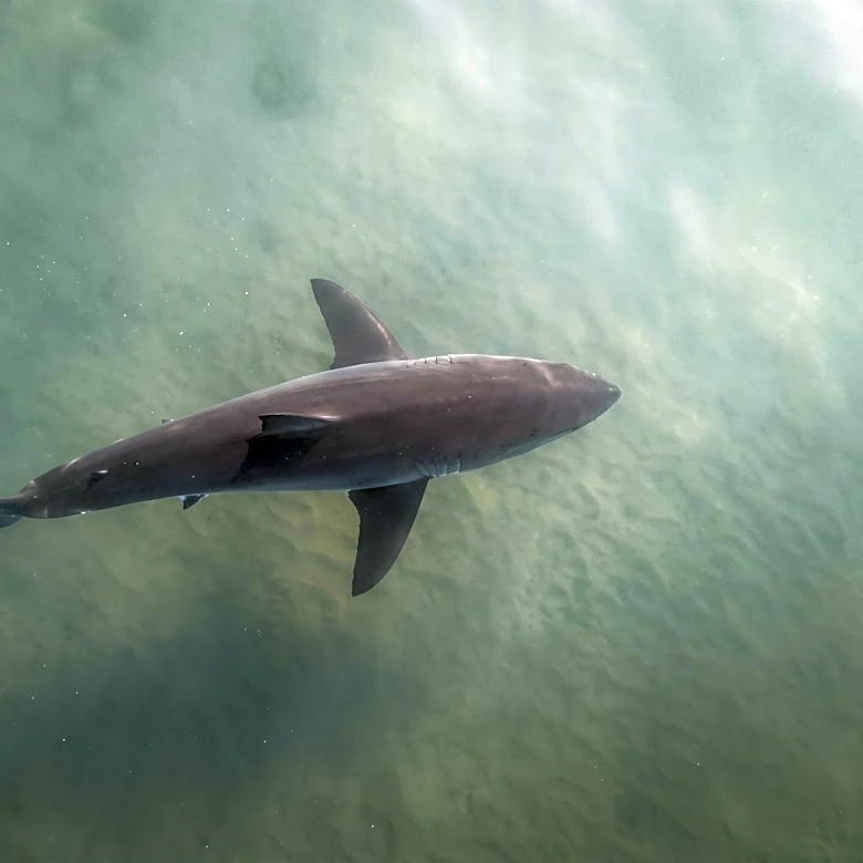 Drone Footage Captures Shark Circling Swimmer Off Santa Barbara Coast, Raises Coexistence Awareness