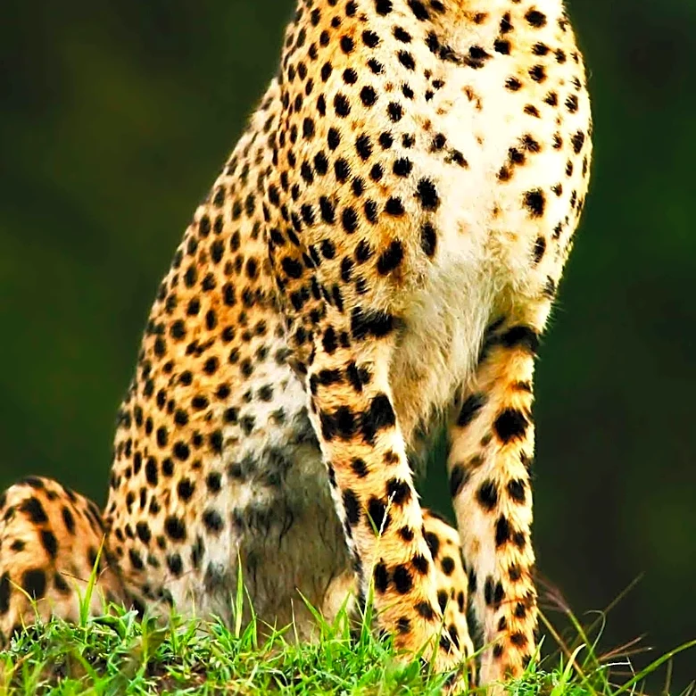 Wyoming Prehistoric Cat DNA Offers New Insights for Modern Cheetah, Lion, and Tiger Conservation