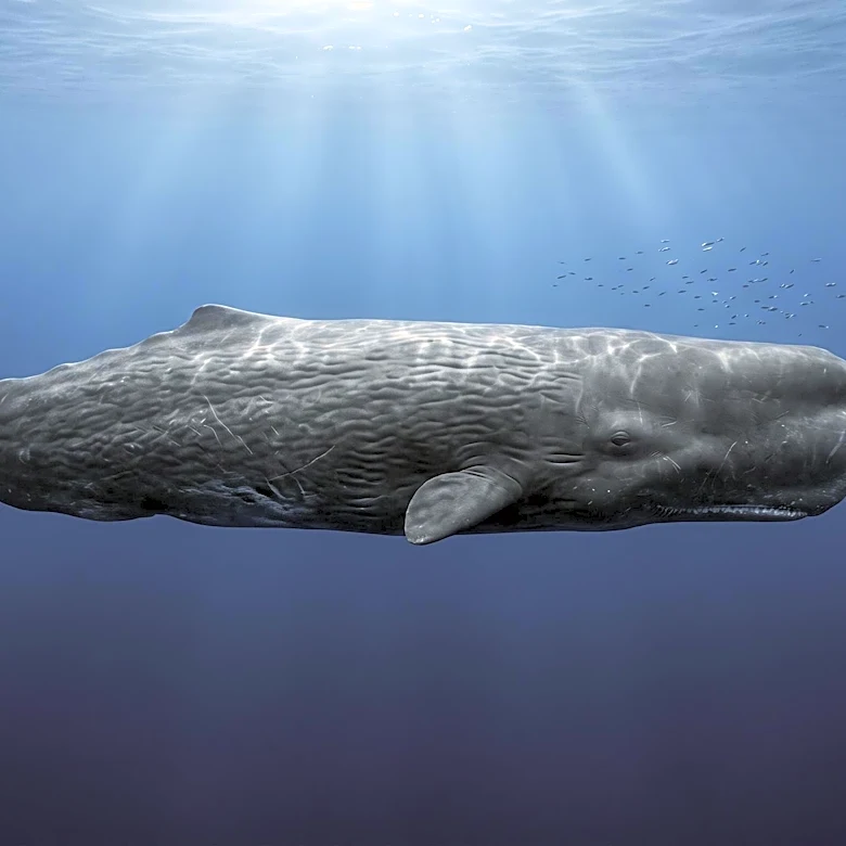 Biologists Debunk Myth of Human Survival Inside a Whale, Citing Anatomical and Physiological Impossibilities