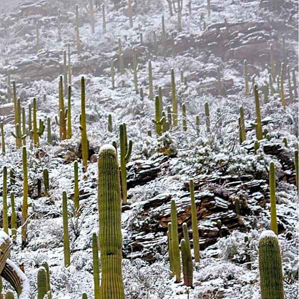 Saguaros Toppled in Sabino Canyon Following Tucson Storms