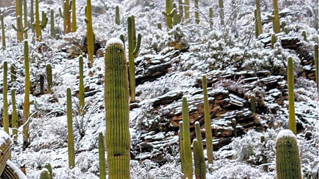 Saguaros Toppled in Sabino Canyon Following Tucson Storms