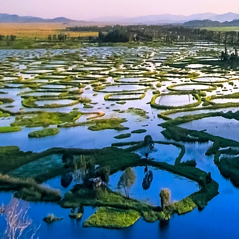 BEEMATS HIVE Introduces Hexagonal Floating Wetland System for Water Quality Improvement in Ponds