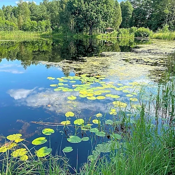 Hilda J. Young Conservation Area Offers Free Nature Escape Near St. Louis